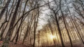 Sonnenaufgang im Wald