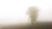 Nebel im Feld