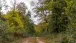 Im Wald