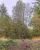 Im Wald