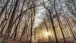 Sonnenaufgang im Wald