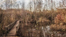 Brücke im Gestrüpp - Bridge in the undergrowth