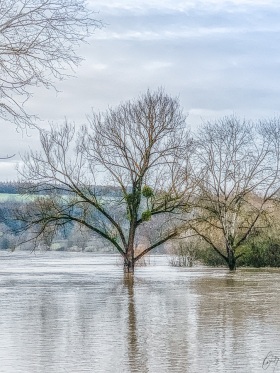 Hochwasser an der Mosel - Flood at the Moselle River