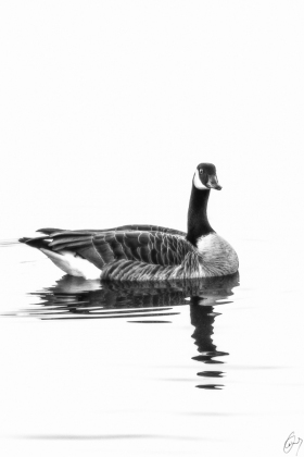 Kanadagans - Canadian Goose