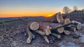 Baumstämme - Tree trunks