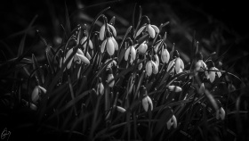 Schneeglöckchen - Snowdrops