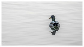 Stockente - Mallard