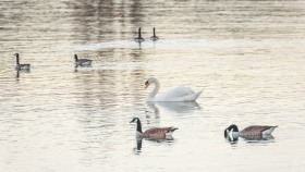 Verkehr auf der Mosel - Traffic on the Moselle River