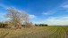 Feld und Bäume - Field and trees