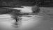 Hochwasser an der Mosel - Flooding on the Moselle River