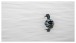 Stockente - Mallard