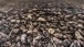 Steine unter Wasser - Stones under water