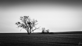Lonely Trees