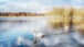 Schwanensee