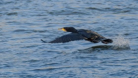 Cormorant at take-off