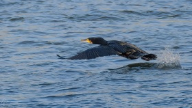 Kormoran beim Start