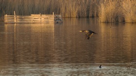 Inspektionsflug über de Weiher