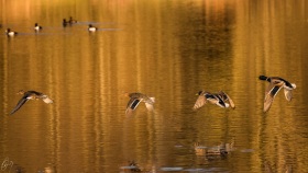 Flug in den Abend