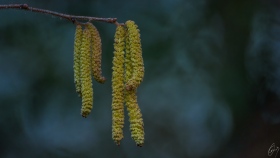 Haselnussblüten