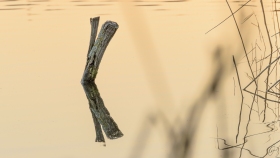 Zwei Pfähle im Wasser