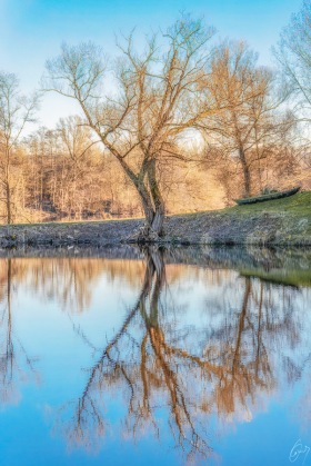 Bäume beim Weiher