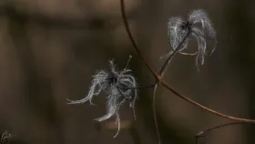 Waldreben im Winter