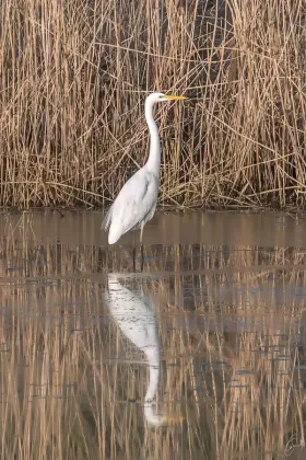 Ein Silberreiher