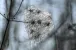 Waldreben im Winter