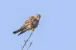 Ein Turmfalke