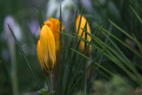 Krokus