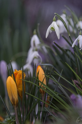 Krokusse und Schneeglöckchen