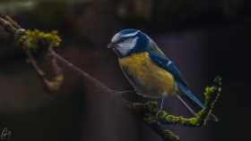 Blaumeise