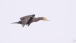 Ein Kormoran im Flug