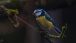 Blaumeise
