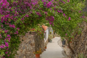 GCA87 Flower tunnel in Fataga