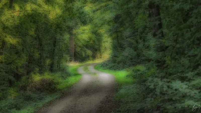 Nachmittags im Wald