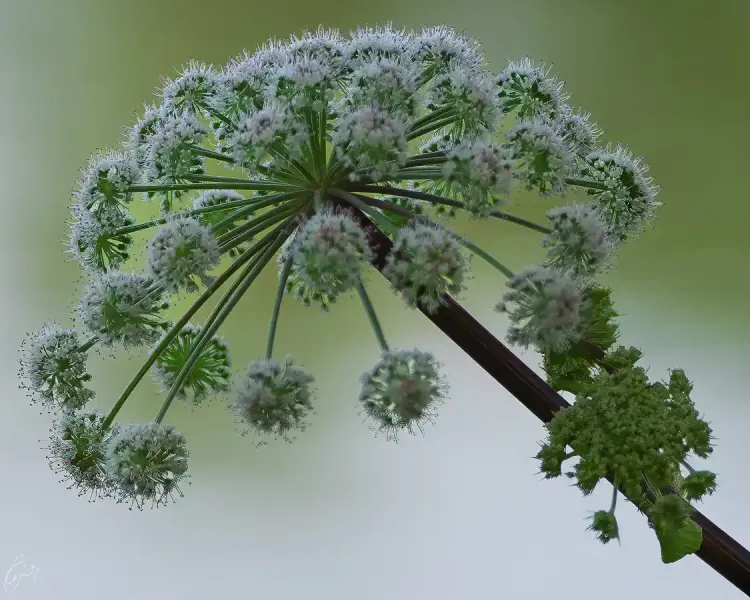 Angelica