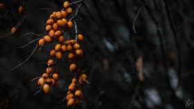 In der Hecke - In the hedge