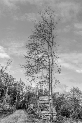 Aufrechter Baum - Upright tree