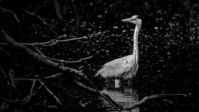 Reiher - Heron