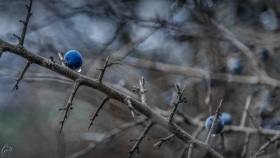 Schlehen - Sloes