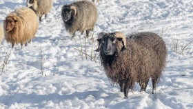 Sheep in the snow