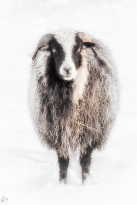 Portrait von einem Schaf - Portrait of a sheep