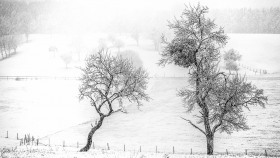 Schneeschauer - Snowshower (3)