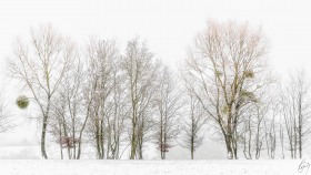 Ein Hauch von Farbe im Winter - A touch of color in winter