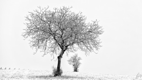 Bäume im Winter - Trees in Winter