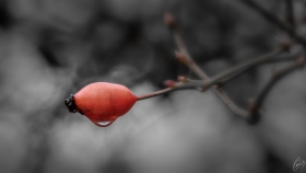 Träne in der Natur - Tear in nature