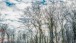 Bäume und Wolken - Trees and clouds