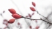 Dorniger Tropfen - Thorny drop