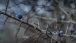 Schlehen - Sloes